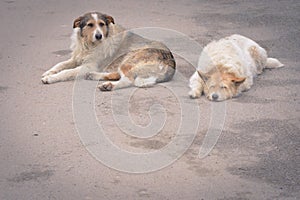 Two homeless dogs