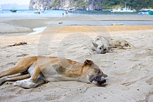 Two homeless dogs on the beach. Sleeping dogs on sea coast, Asia. Adorable tired pets on hot summer day.