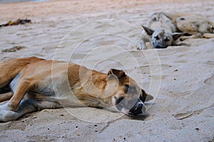 Two homeless dogs on the beach. Sleeping dogs on sea coast, Asia. Adorable tired pets on hot summer day.