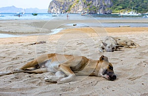 Two homeless dogs on the beach. Sleeping dogs on sea coast, Asia. Adorable tired pets on hot summer day.