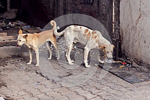 Two homeless dogs on the street searching for food