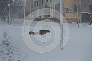 Two homeless dogs walking down the city street covered with snow by blizzard, winter landscape with heavy weather conditions
