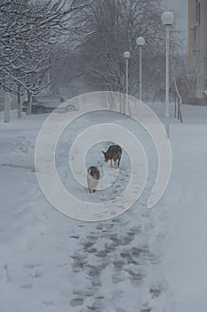 Two homeless dogs walking down the city street covered with snow by blizzard, winter landscape with heavy weather conditions