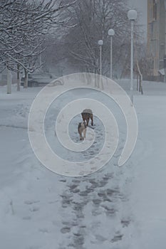 two homeless dogs walking down the city street covered with snow by blizzard, winter landscape with heavy weather conditions