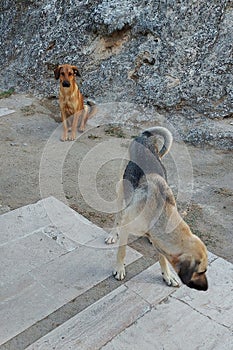 Two homeless hungry dogs in Turkey.