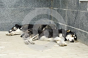 Two homeless mongrels sleep in the street. Animal care concept