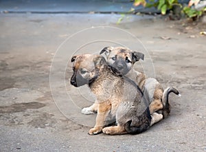 Two homeless puppies