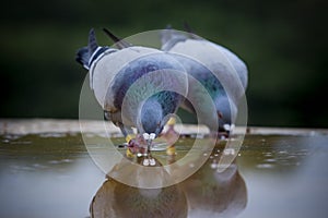 Two homing pigeon bird drinking water on roof floor