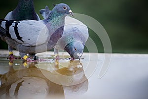 Two homing pigeon brid drinking water on roof floor