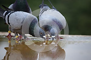 Two homing pigeon brid drinking water on roof floor