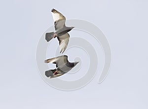 Two homing pigeon brid flying over sky