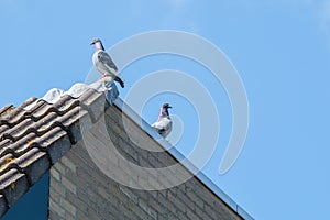 Two homing pigeons are resting on the edge of the roof with a blue sky as a backdrop