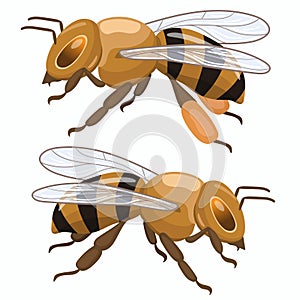 Two honey bees isolated on white background. Vector graphics