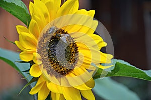 Two honey bees on sunflower in bloom collect flower nectar and pollen