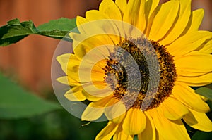 Two honey bees on sunflower in bloom collect flower nectar and pollen