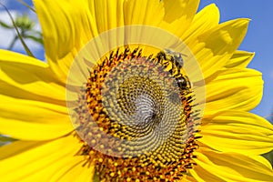 Two honey bees on sunflower