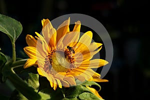 Two honey Bees on a sunflower.