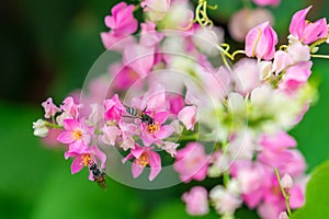 Two honey bees taking nectar Antigonon leptopus flowers with lush foliage background.