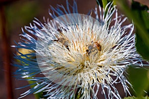 two Honey Bees are on a white and blue Plectocephalus flower blossom