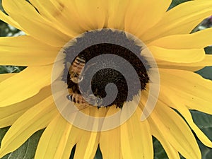 Two Honey Bees on a Yellow Flower