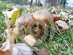 Two honeys fungus growing in the grass