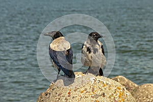 Two hooded crows - Corvus cornix