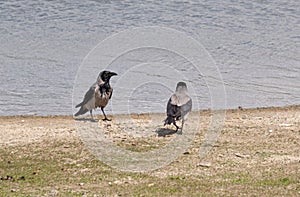 Two hooded crows/ mist crows Corvus cornix at a pool