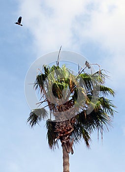 two hooded crows with one flying and the other in perched in a palm tree