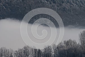 Two horizontal lines of trees in winter with thick fog in between