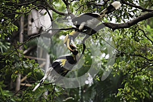 Two hornbill are playing together.