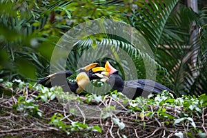 Two hornbill are playing together.