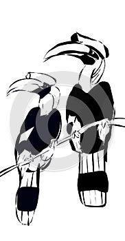 Two hornbills in a simple illustration.  This endemic bird of Borneo and Sulawesi is very unique and beautiful.