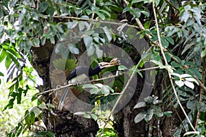 Two hornbills, sticking to branches in nature