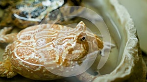 Two horned frogs Ceratophrys sitting among the rocks