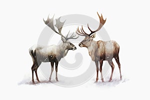 two horned reindeer, Merry Christmas card.