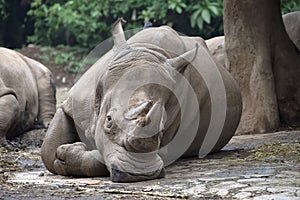 Two horned rhino in captivity