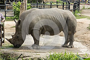 Two horned rhinoceros