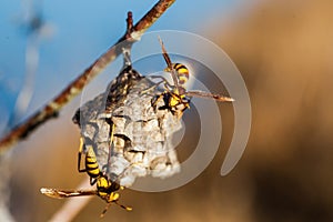 Two hornets