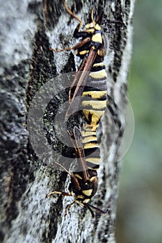 Two hornets on the bark of a tree