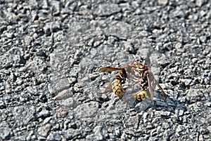 Two hornets fight