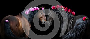 Two  Horse on black with flowers in mane