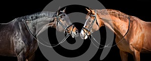 Two horse in bridle photo