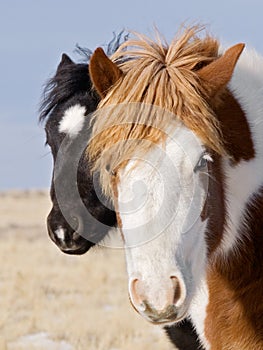Two horse colts mustang horses colt foal