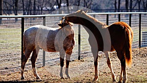 Two horse colts in a pasture nipping at eachother.