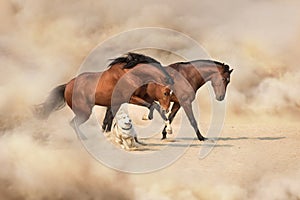 Two horse and dog