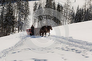 Two Horse-drawn Red Carriage and Elderly Coachman