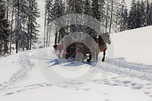 Two Horse-drawn Red Carriage and Elderly Coachman