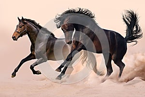 Two horse in dust