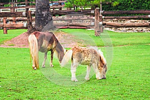 Two horse on field