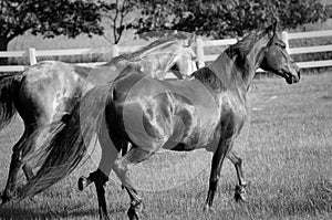 Two Horse in field trotting